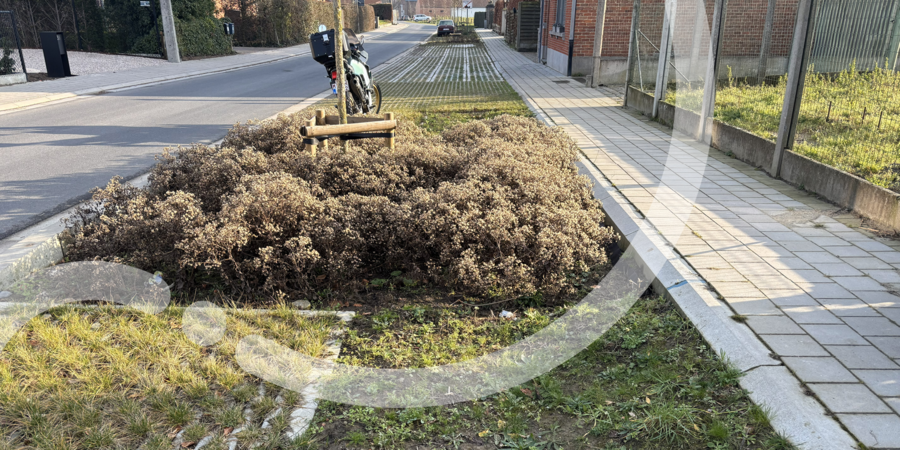 Heraanleg Kervijnstraat Harelbeke – groene straat met wadi’s en infiltratiezones Groene heraanleg van de Kervijnstraat in Harelbeke met wadi, graszones en waterdoorlatende parkeerstroken.
